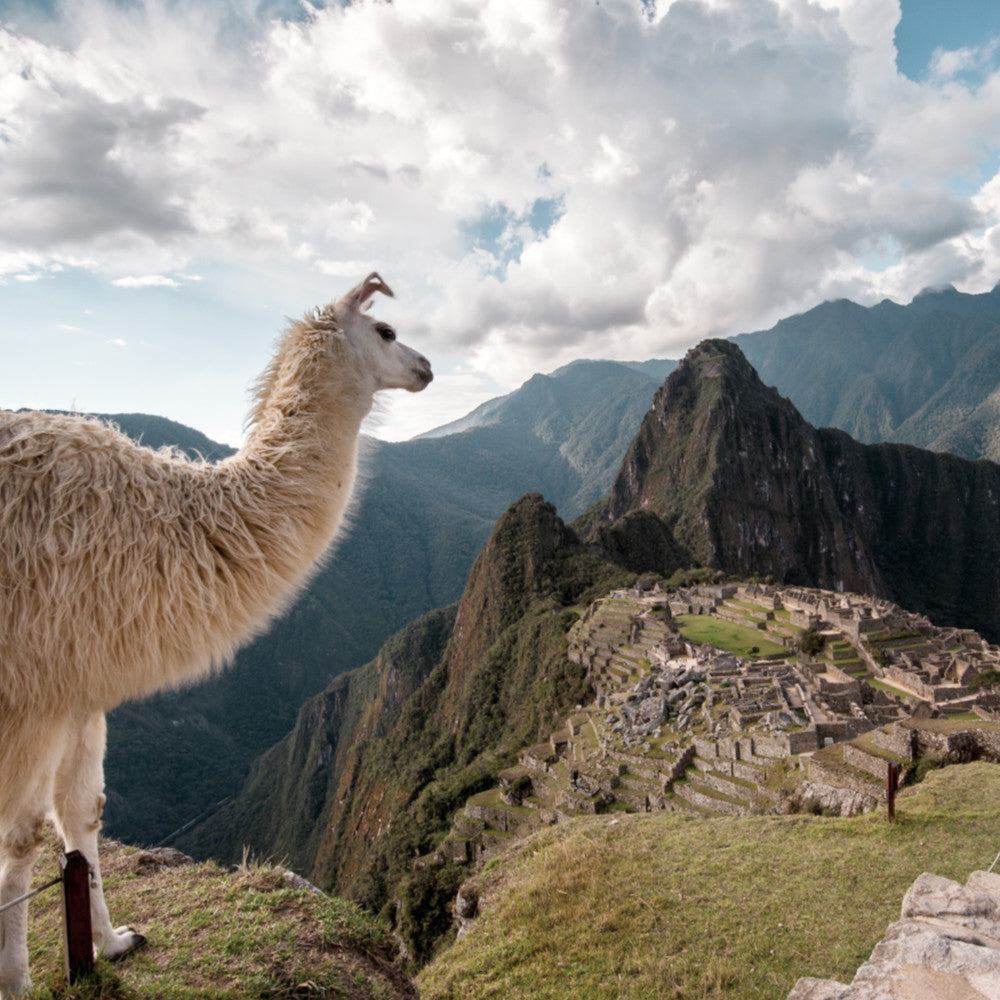 white llama looking out over Machu Picchu